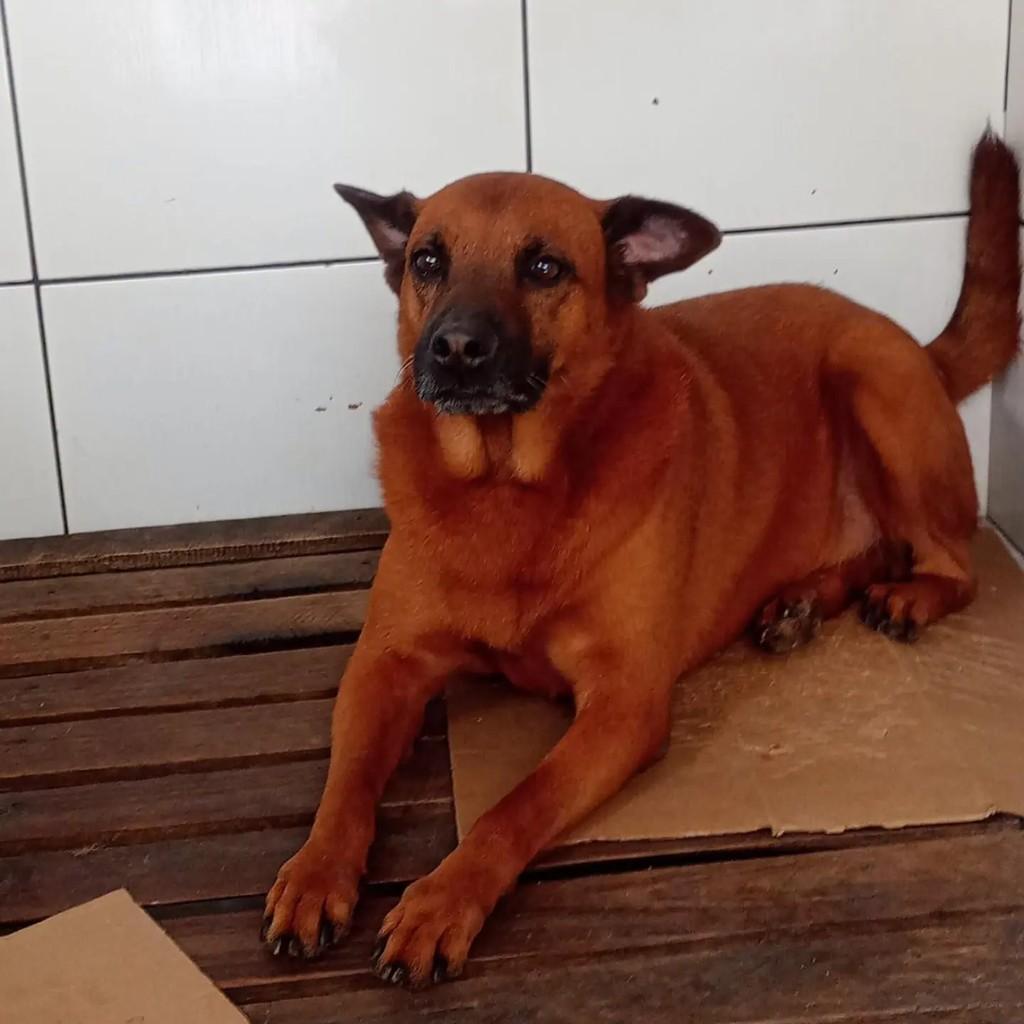 Lobinho, cachorro de porte médio para adoção em Rio de Janeiro - RJ