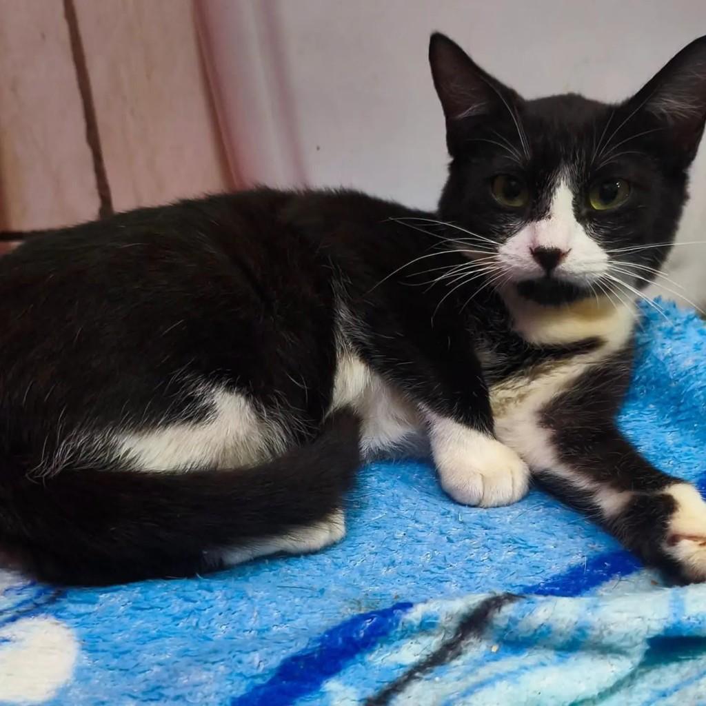 Diogo, gato de porte pequeno para adoção em Nova Iguaçu - RJ