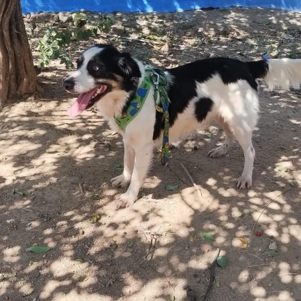 Cigano, cachorro de porte médio para adoção em Rio de Janeiro - RJ