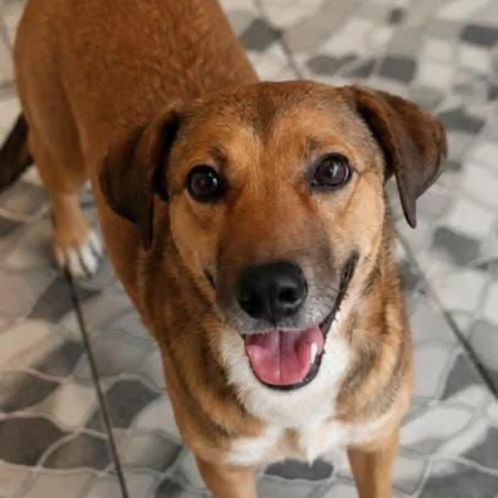 Lili, cadela de porte médio para adoção em Rio de Janeiro - RJ