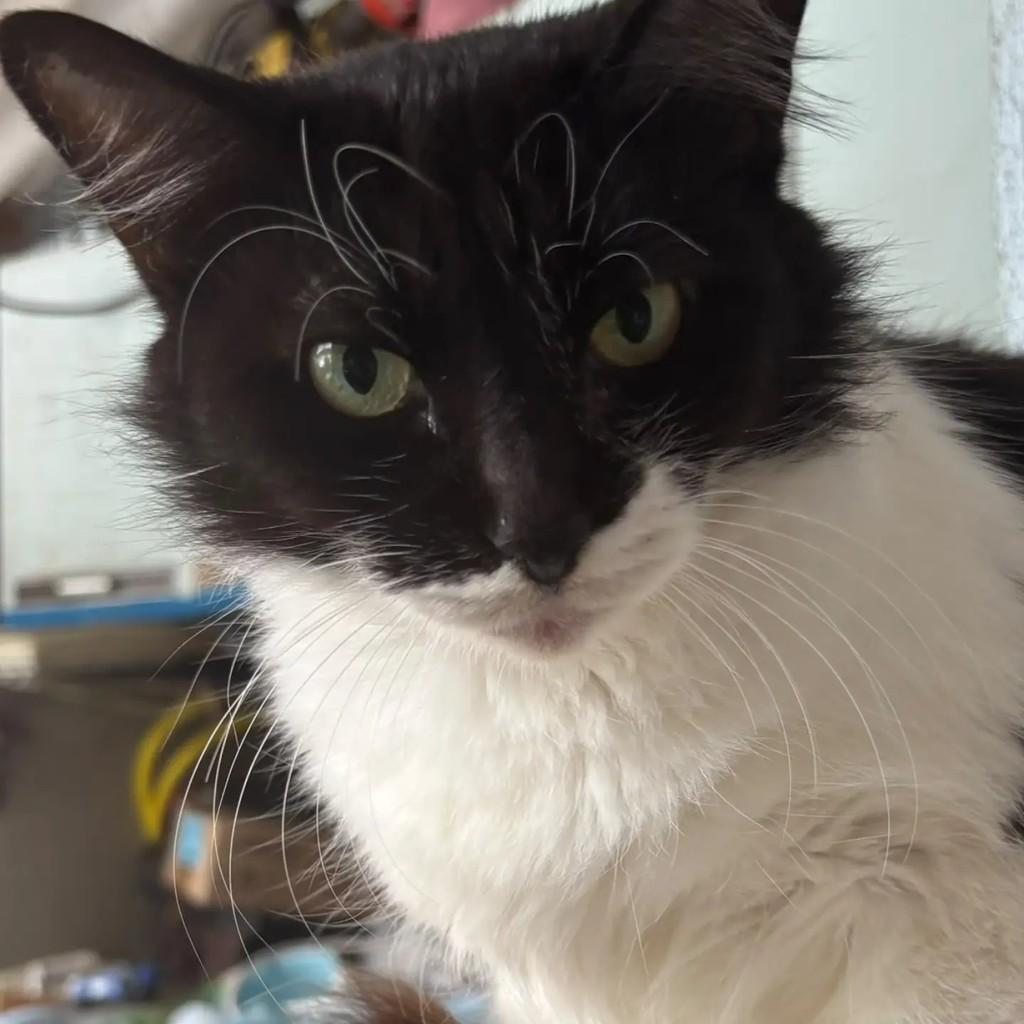 Bebel, gata para adoção em Rio de Janeiro - RJ