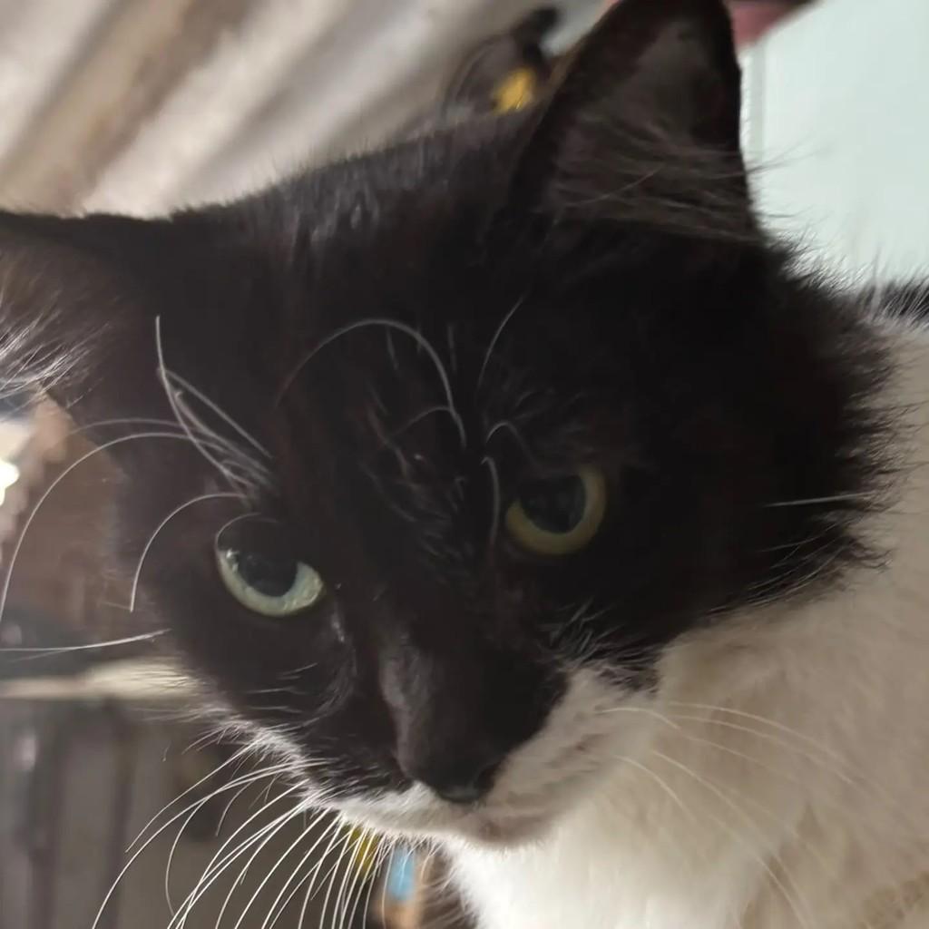 Bebel, gata para adoção em Rio de Janeiro - RJ — foto 2 de 2