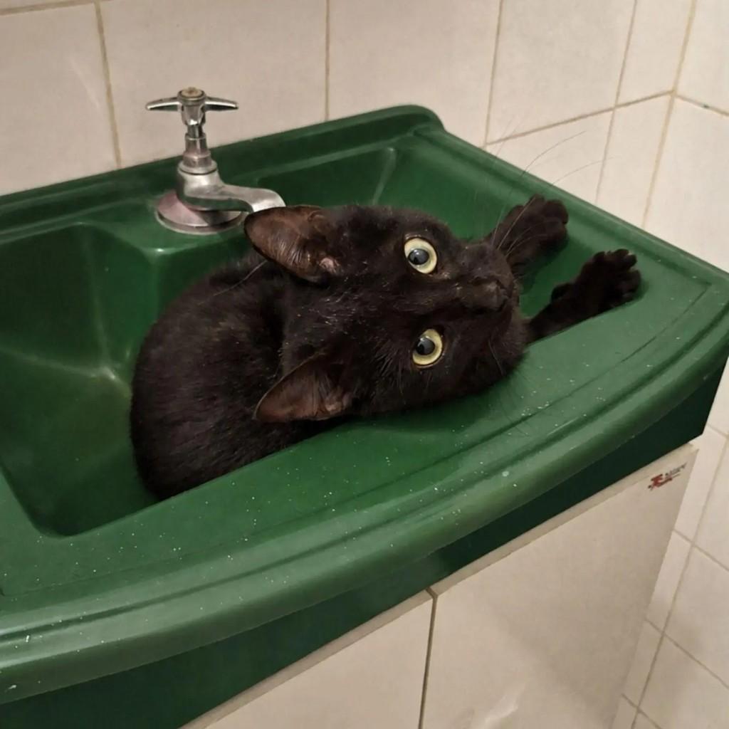 Alba, gata de porte pequeno para adoção em Rio de Janeiro - RJ