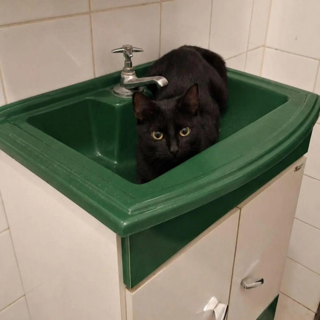 Alba, gata de porte pequeno para adoção em Rio de Janeiro - RJ — foto 3 de 3