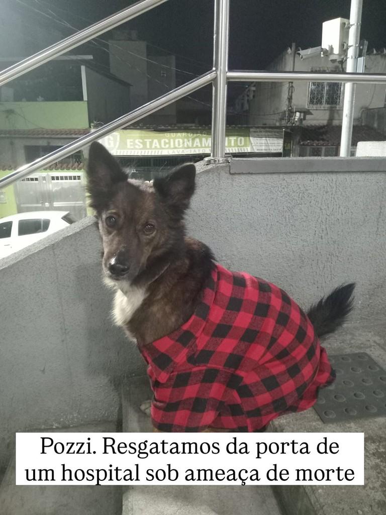 Pozzi, cachorro de porte médio para adoção em Rio de Janeiro - RJ
