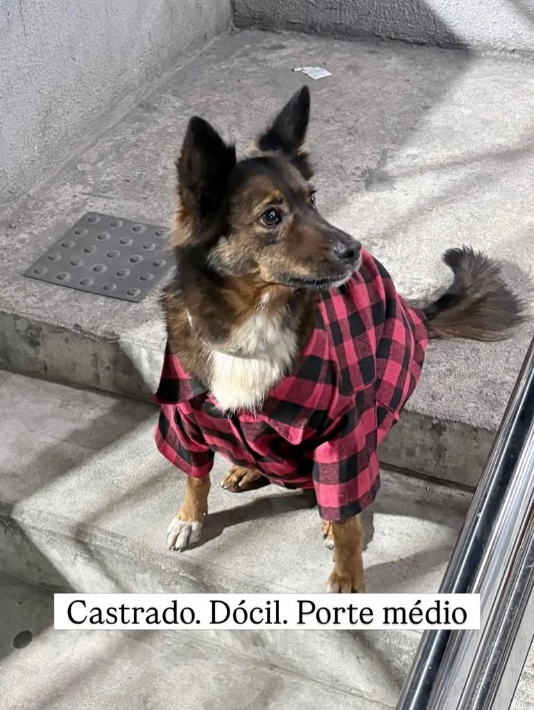 Pozzi, cachorro de porte médio para adoção em Rio de Janeiro - RJ — foto 2 de 3