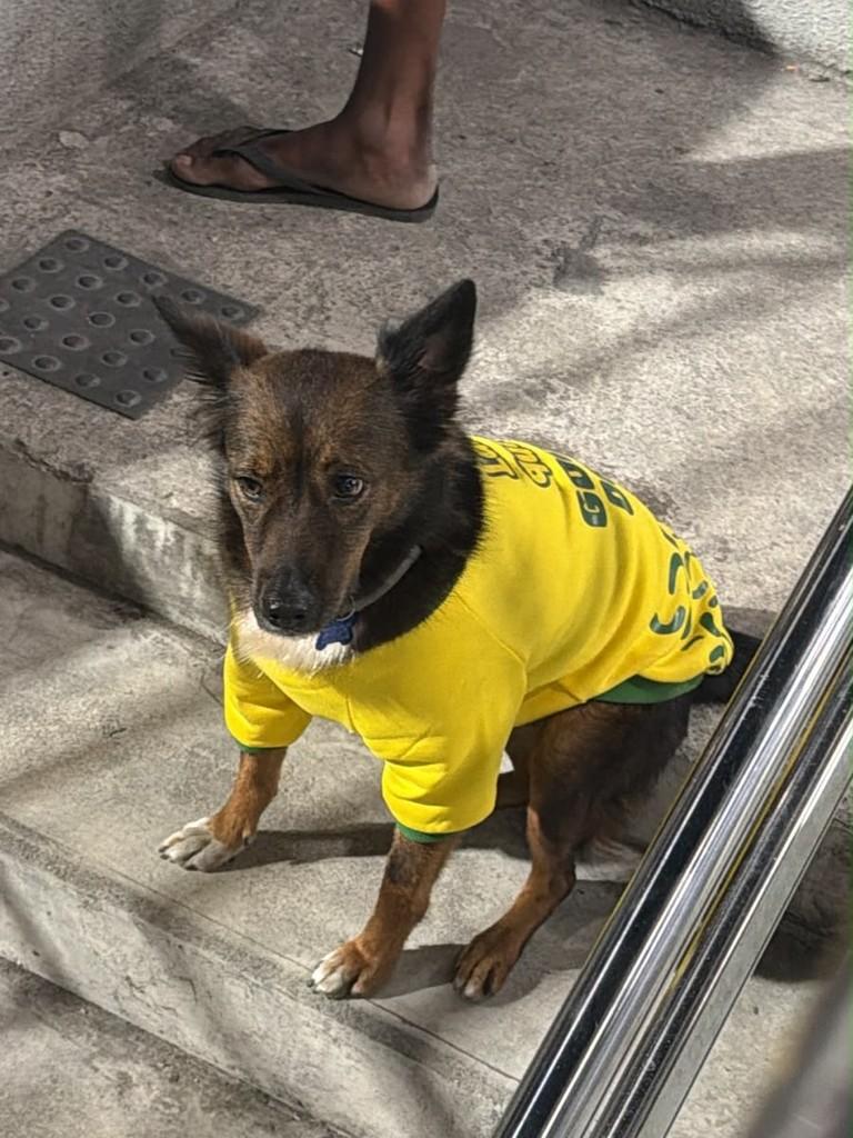 Pozzi, cachorro de porte médio para adoção em Rio de Janeiro - RJ — foto 3 de 3