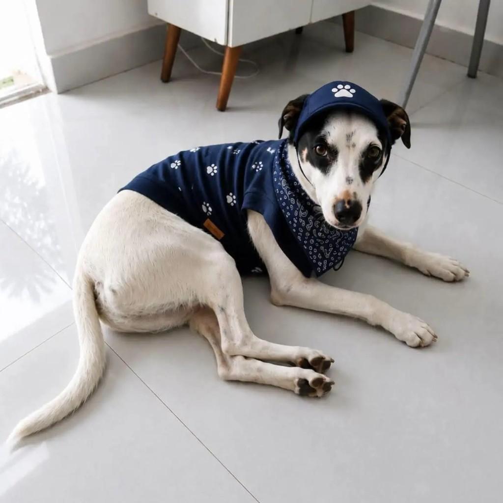 Pirata, cachorro de porte pequeno para adoção em Rio de Janeiro - RJ