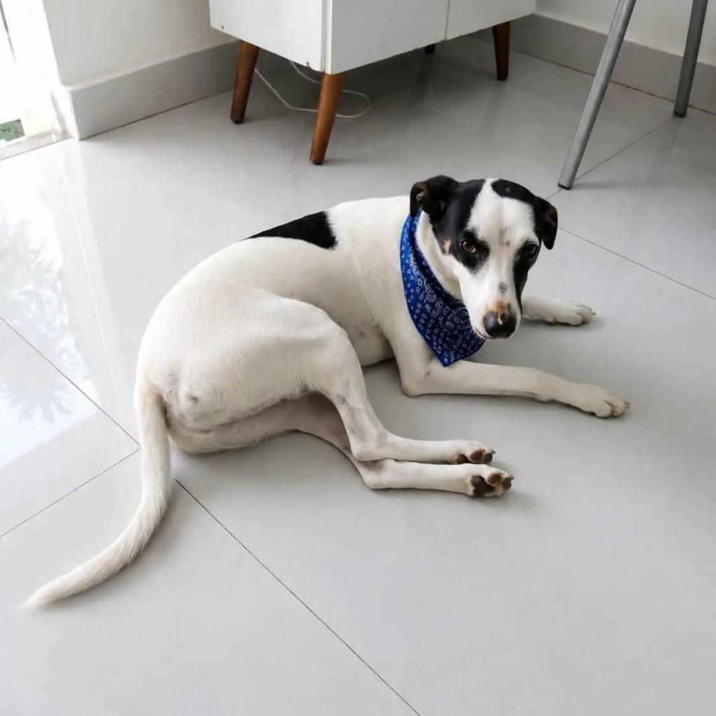 Pirata, cachorro de porte pequeno para adoção em Rio de Janeiro - RJ — foto 2 de 2
