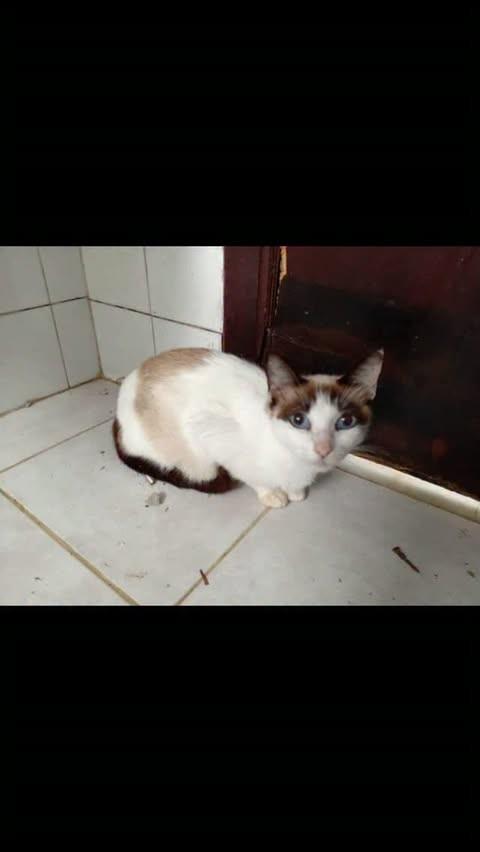 Frozen, gata de porte pequeno para adoção em Rio de Janeiro - RJ