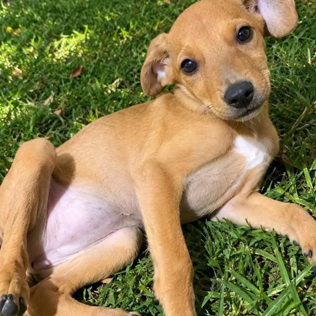 Lila, cadela de porte pequeno para adoção em Rio de Janeiro - RJ