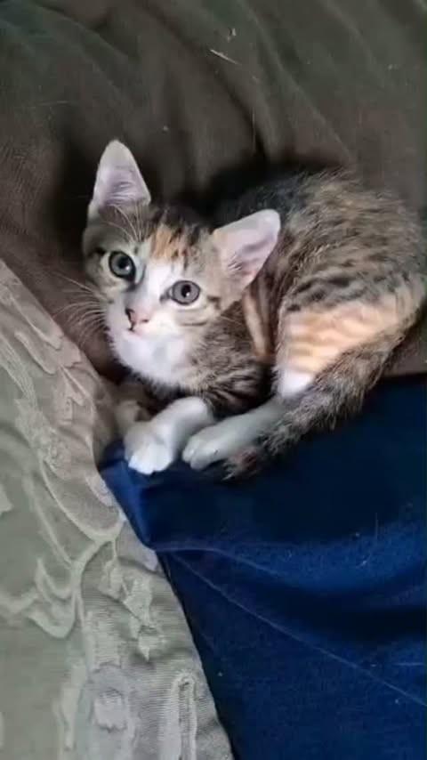 Leni, gata de porte pequeno para adoção em Rio de Janeiro - RJ