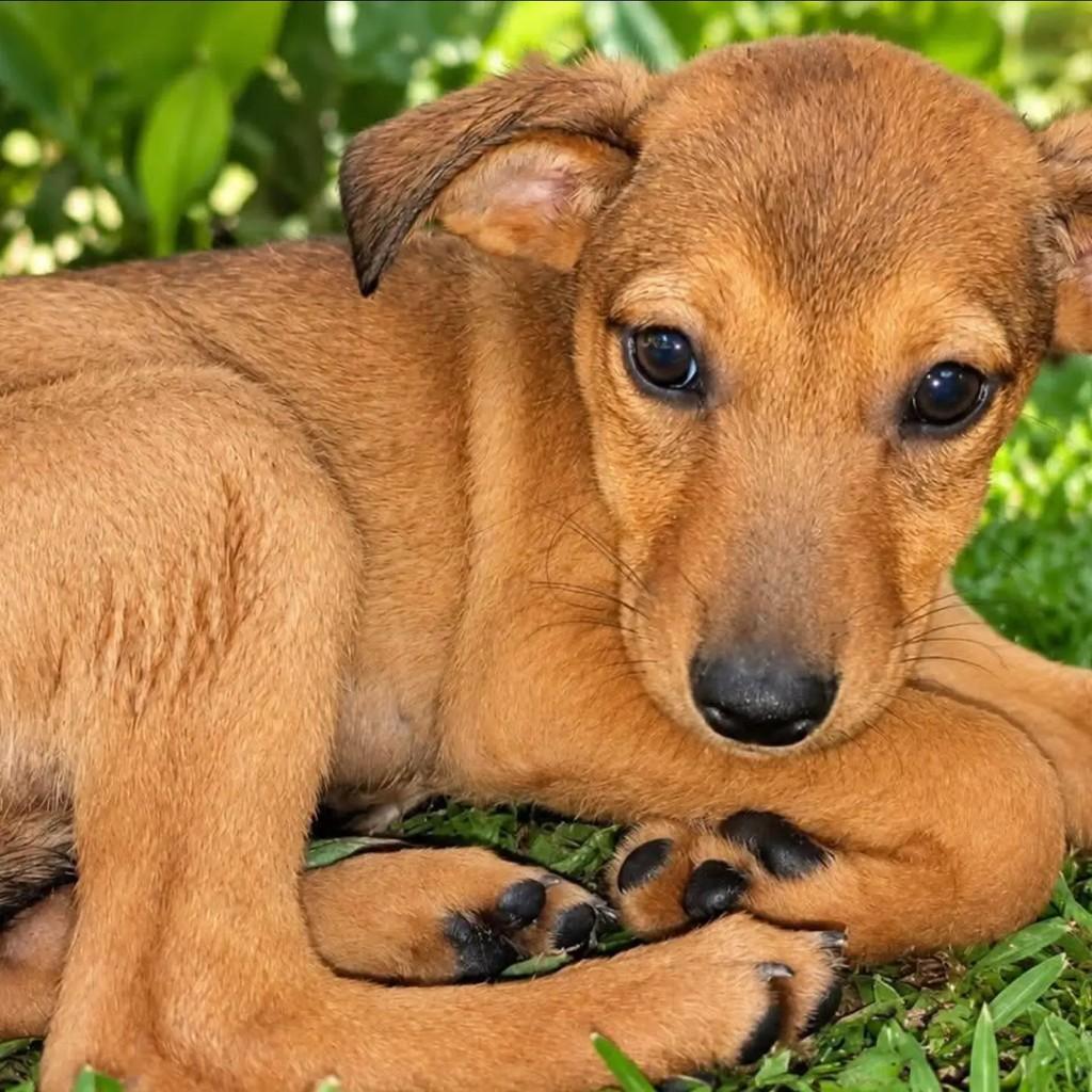 Bambina, cadela de porte pequeno para adoção em Rio de Janeiro - RJ