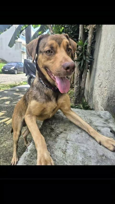 Jhon, cachorro de porte médio para adoção em Rio de Janeiro - RJ
