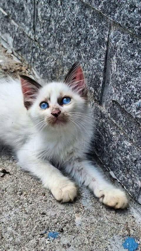Flor, gata para adoção em Rio de Janeiro - RJ