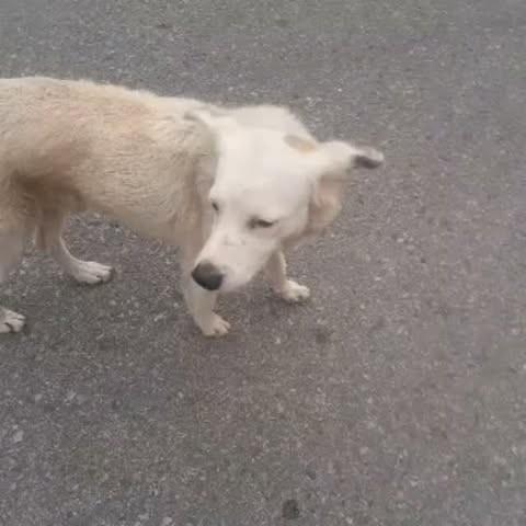 Flokinho, cachorro de porte pequeno para adoção em Rio de Janeiro - RJ