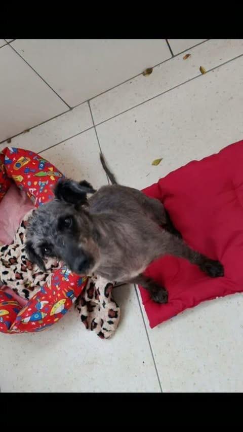 Juquinha, cachorro de porte pequeno para adoção em Rio de Janeiro - RJ