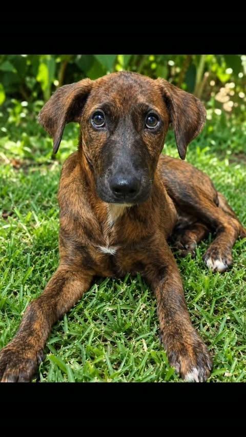 Raja, cachorro de porte pequeno para adoção em Rio de Janeiro - RJ