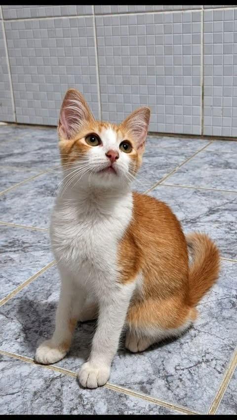 Jade, gata de porte pequeno para adoção em Rio de Janeiro - RJ