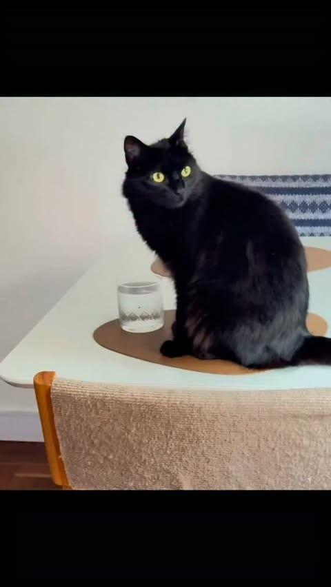 Dom, gato de porte pequeno para adoção no Rio de Janeiro - RJ