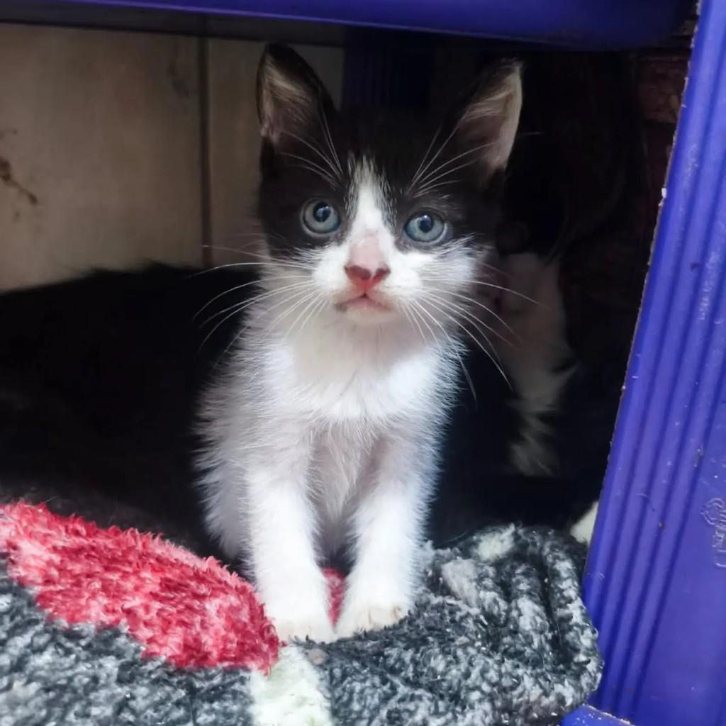 Jerry, gato de porte pequeno para adoção em Nova Iguaçu - RJ