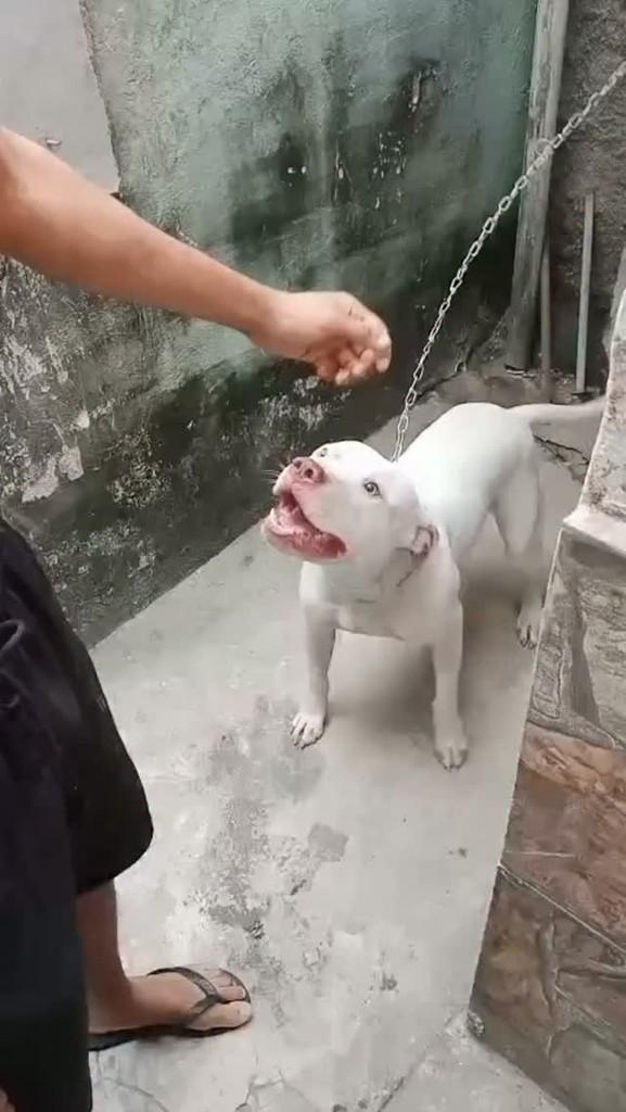 Zeus, cachorro de porte médio para adoção no Rio de Janeiro - RJ