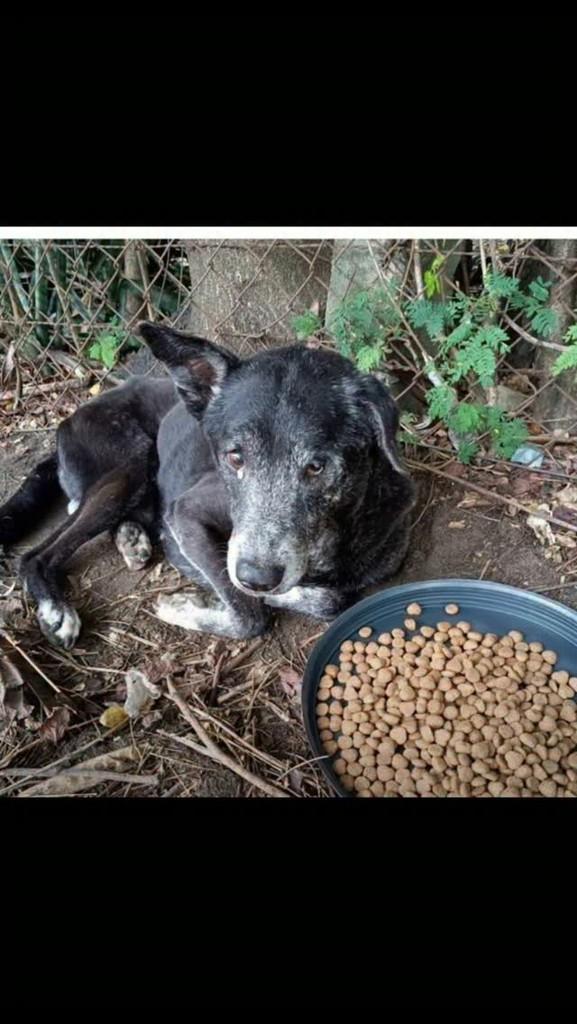 Banguela, cachorro de porte médio para adoção no Rio de Janeiro - RJ
