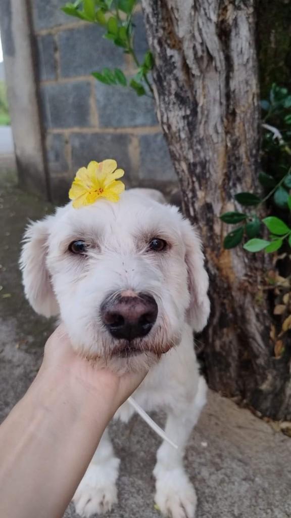 Bidu, cachorro de porte pequeno para adoção em Arcos - MG