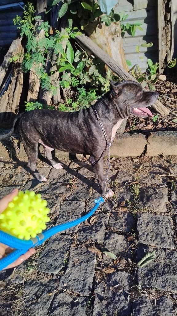 Valente, cachorro de porte médio para adoção em Arcos - MG