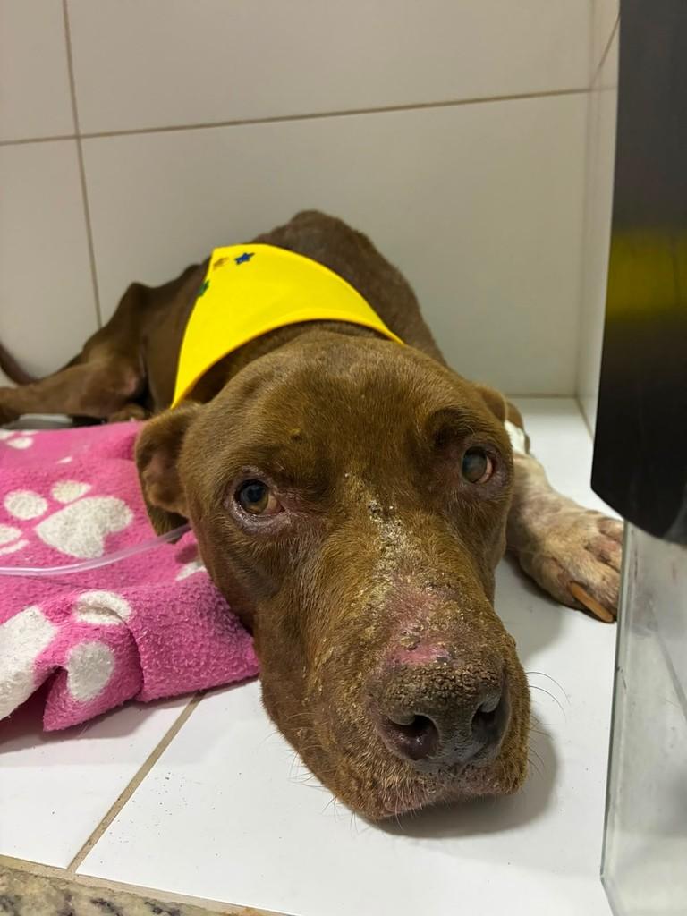 Matheus, cachorro de porte médio para adoção em Arcos - MG