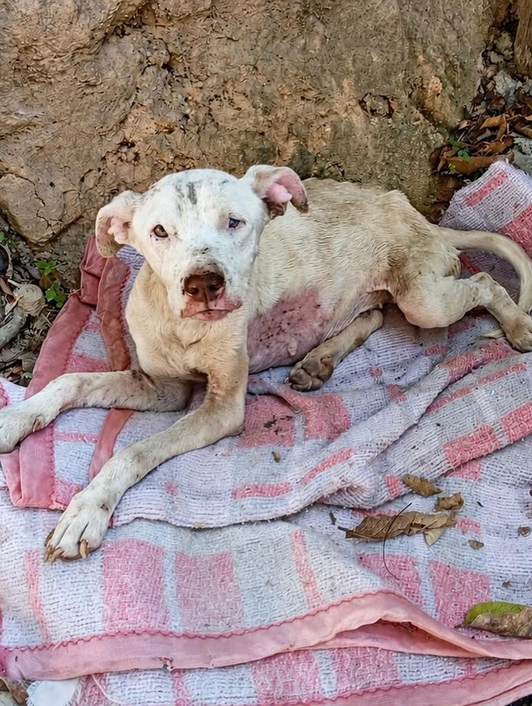 Pérola, cadela de porte pequeno para adoção em Arcos - MG — foto 2 de 2