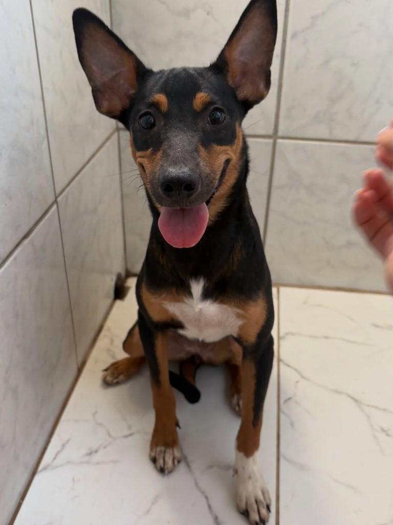 Nala, cadela de porte médio para adoção em Rio de Janeiro - RJ