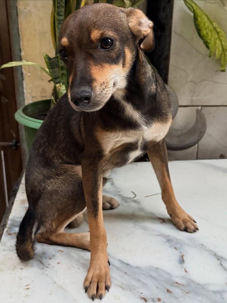 Thor, cachorro de porte médio para adoção em Rio de Janeiro - RJ