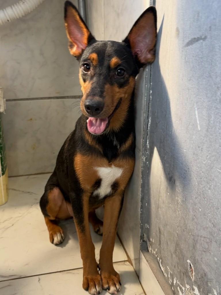 Safira, cadela de porte médio para adoção em Rio de Janeiro - RJ