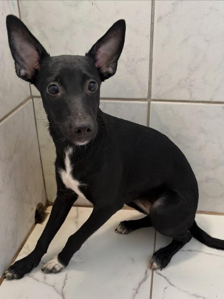 Luna, cadela de porte médio para adoção em Rio de Janeiro - RJ