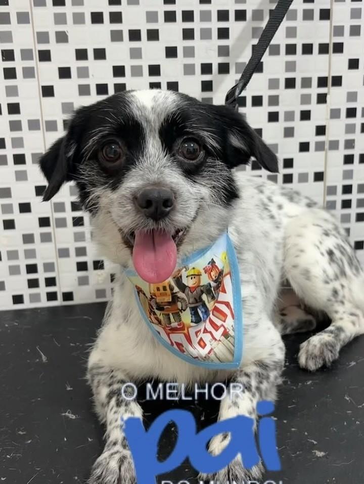 Bob, cachorro de porte pequeno para adoção em Rio de Janeiro - RJ