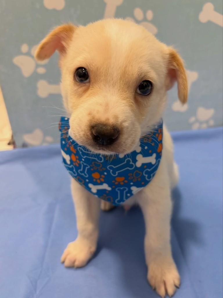 Tapioca, cachorro de porte médio para adoção em Rio de Janeiro - RJ
