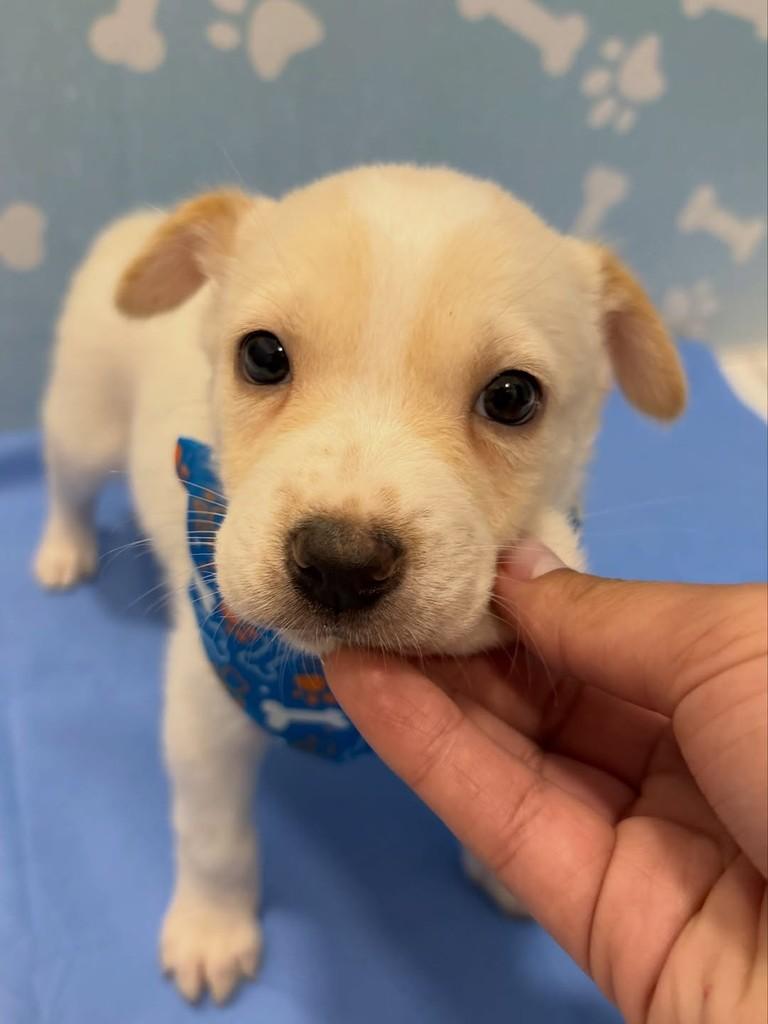 Tapioca, cachorro de porte médio para adoção em Rio de Janeiro - RJ — foto 2 de 5
