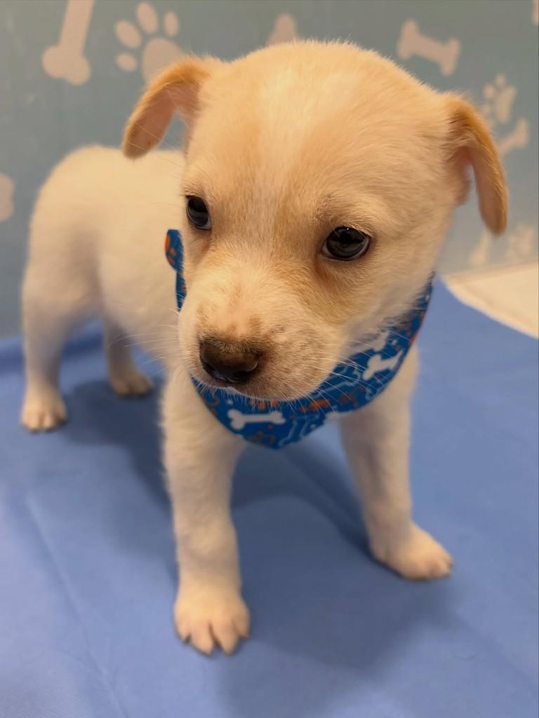 Tapioca, cachorro de porte médio para adoção em Rio de Janeiro - RJ — foto 3 de 5