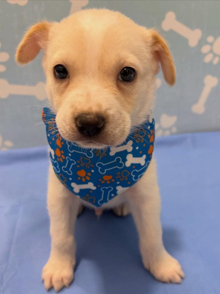 Tapioca, cachorro de porte médio para adoção em Rio de Janeiro - RJ — foto 4 de 5