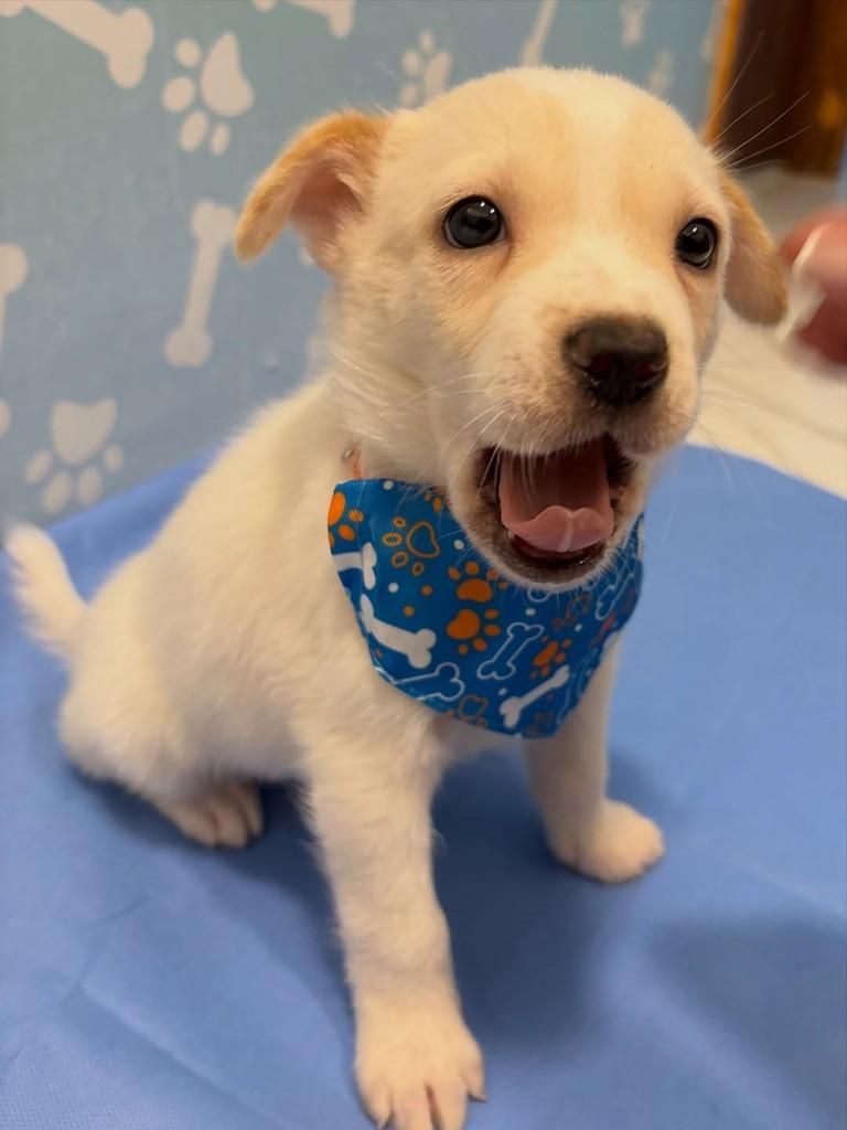 Tapioca, cachorro de porte médio para adoção em Rio de Janeiro - RJ — foto 5 de 5