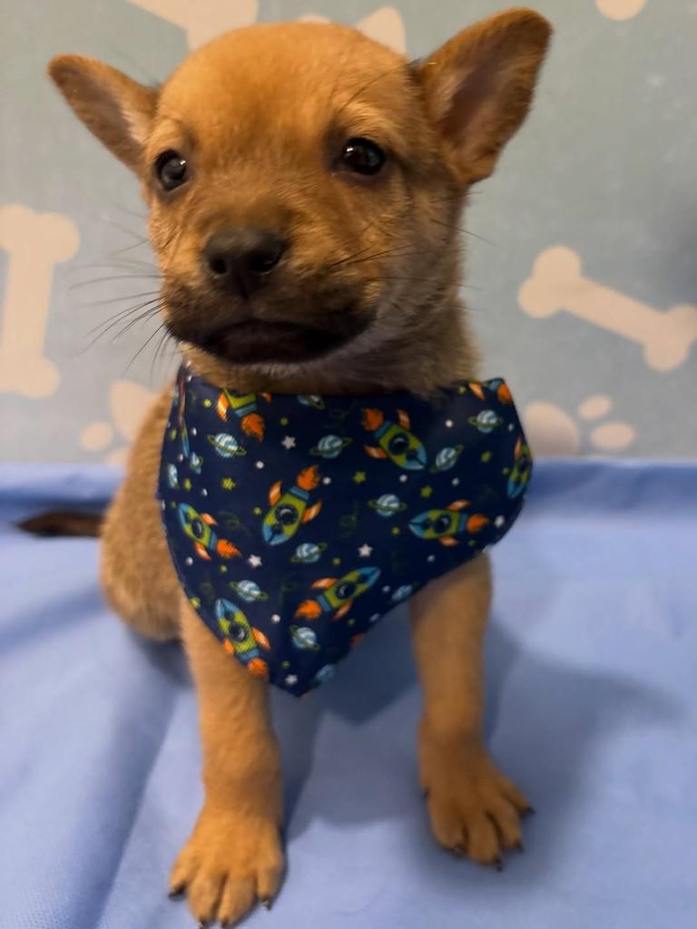 Paçoca, cachorro de porte médio para adoção em Rio de Janeiro - RJ