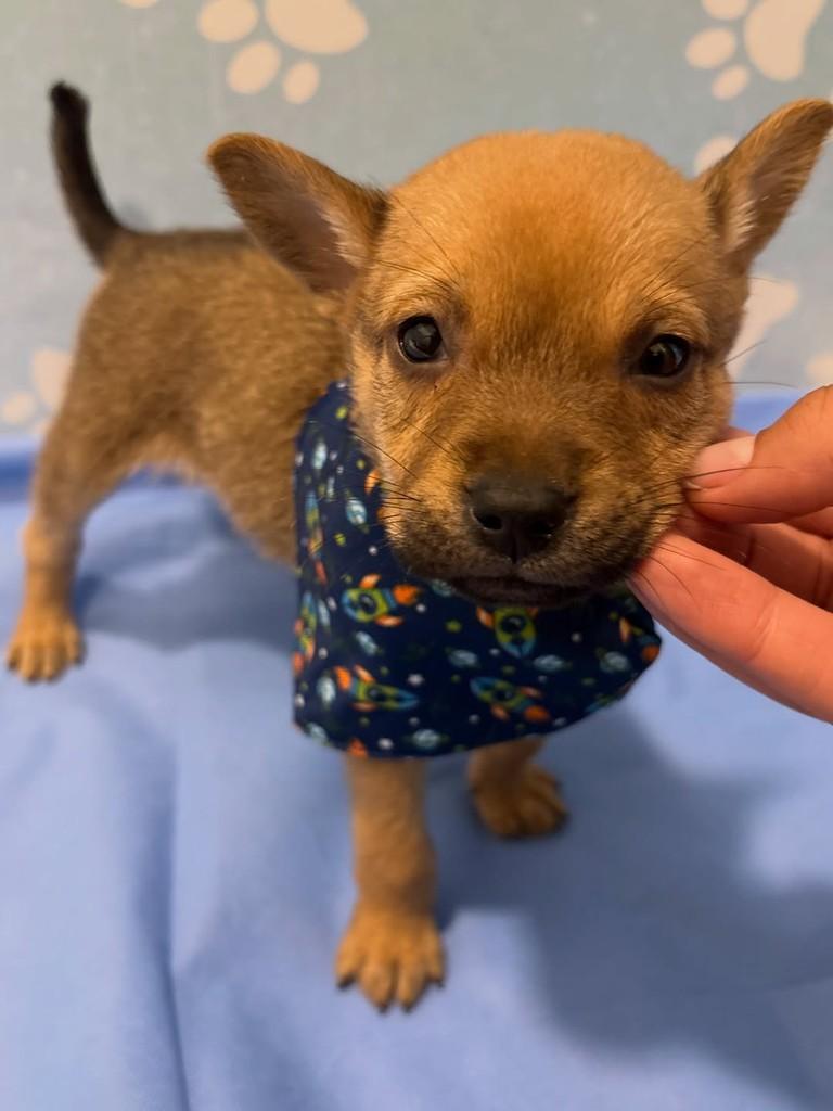 Paçoca, cachorro de porte médio para adoção em Rio de Janeiro - RJ — foto 2 de 3