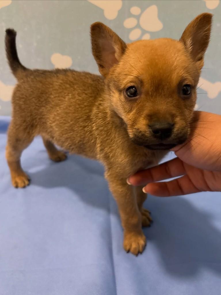 Paçoca, cachorro de porte médio para adoção em Rio de Janeiro - RJ — foto 3 de 3