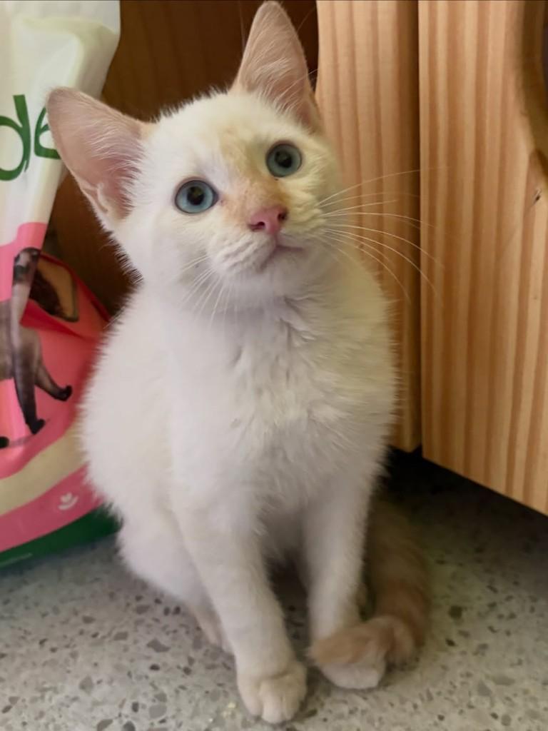 Apollo, gato de porte pequeno para adoção em Rio de Janeiro - RJ