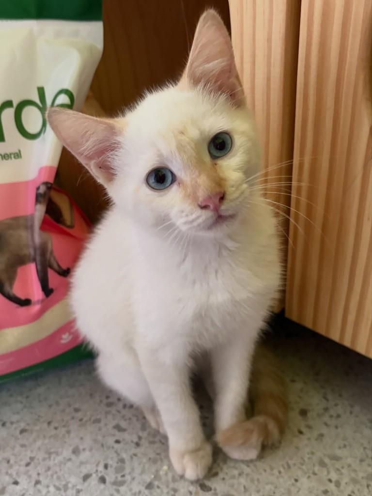 Apollo, gato de porte pequeno para adoção em Rio de Janeiro - RJ — foto 2 de 4