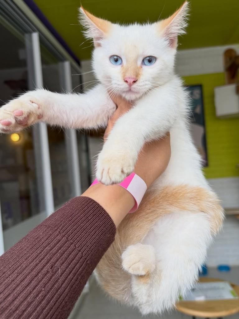 Apollo, gato de porte pequeno para adoção em Rio de Janeiro - RJ — foto 3 de 4