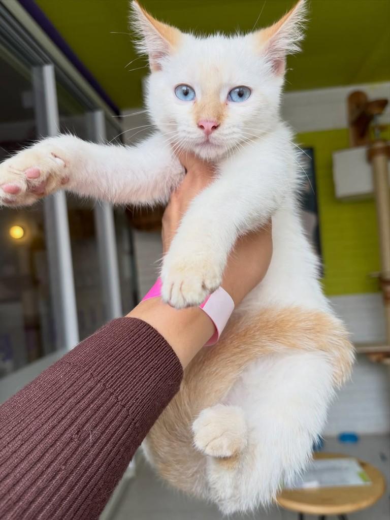 Apollo, gato de porte pequeno para adoção em Rio de Janeiro - RJ — foto 4 de 4