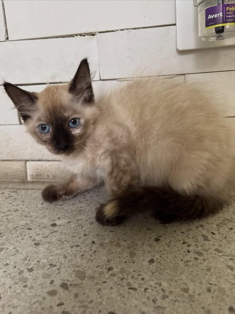Celeste, gata de porte pequeno para adoção em Rio de Janeiro - RJ