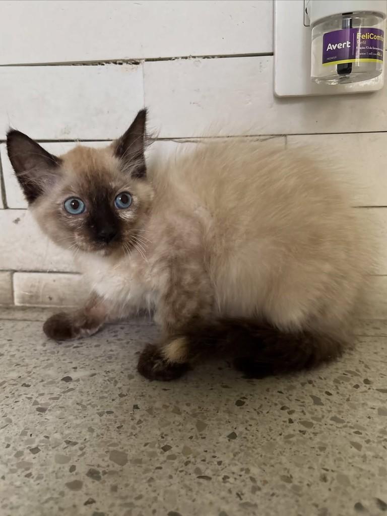 Celeste, gata de porte pequeno para adoção em Rio de Janeiro - RJ — foto 2 de 4